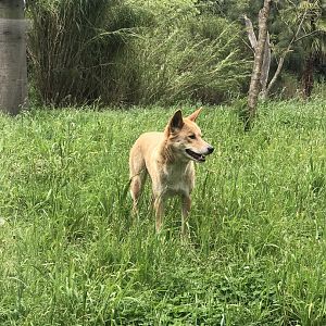 One of the new dingoes