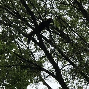 Roshani the Red Panda high up in her tree