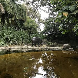 Felix the Pygmy Hippo