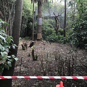 Deforested area behind the White Cheeked Gibbon enclosure
