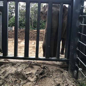 Luk Chai at the gate