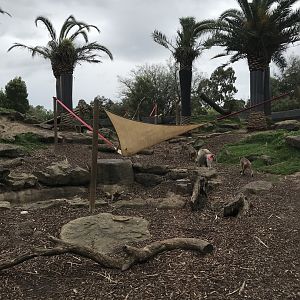 Hamadryads Baboons - Harem 1