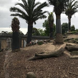 Hamadryads Baboons - Harem 2