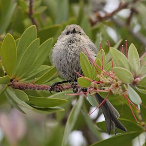 Bushtit