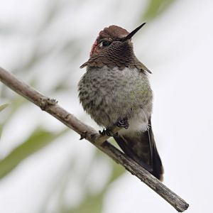 Anna's hummingbird, male