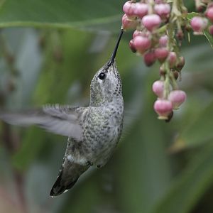 Anna's hummingird, female feeding