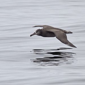 Black-footed albatross