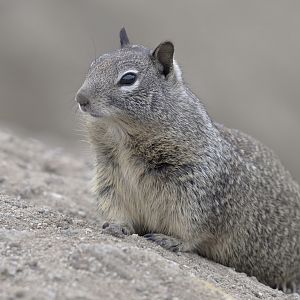 California ground squirrel