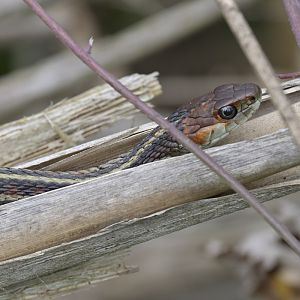 Californian red-sided garter snake