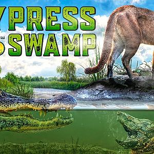 The Cypress Swamp | Zoo Tours