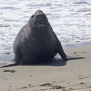 Northern elephant seal bull coming ashore