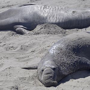 Northern elephant seals