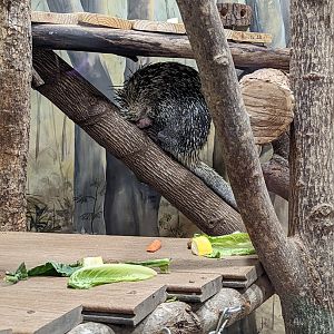 Prehensile-tailed porcupine