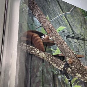 Baby Red Panda "Ravi"