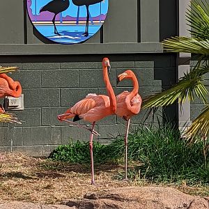 Caribbean Flamingos