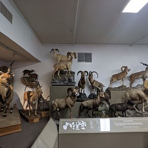 Various mammal hall