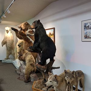 Various mammal hall