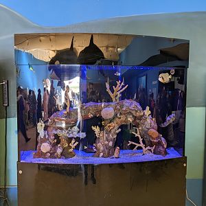 Reef fish tank