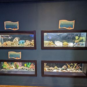 Various salt water fish tanks