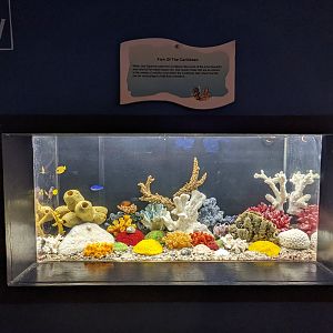 Fish of the Carribbean