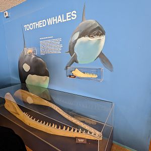 Orca display