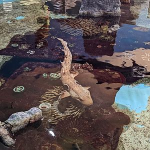 Epaulette Shark in shark tank