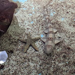 Bamboo shark in shark tank