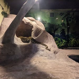 Python in the "Snake Pit"