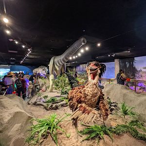 Dinosaur display