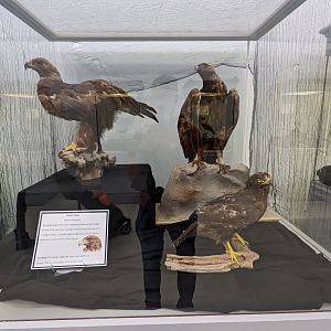 Golden eagle display