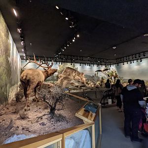 Nevada animals display