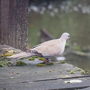 Eurasian collared dove (Streptopelia decaocto), 2022-09-14
