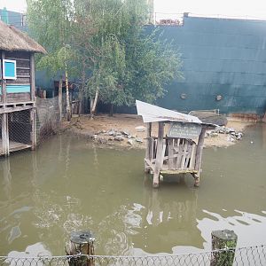 Smaller Pygmy hippopotamus exhibit, 2022-09-14