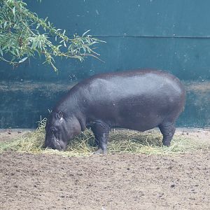 Western pygmy hippopotamus (Choeropsis liberiensis liberiensis), 2022-09-14