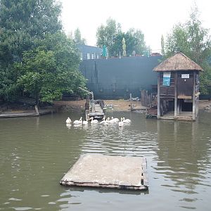 Land area of Pygmy hippopotamus and Great white pelican exhibit, 2022-09-14