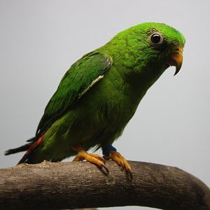Blue-crowned hanging-parrot