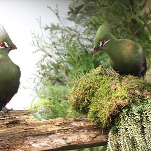 Guinea turaco's