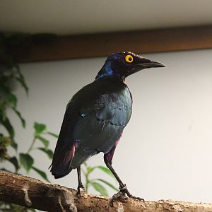 Purple glossy starling