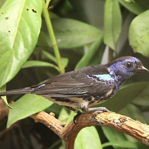 Turquoise tanager