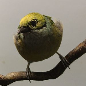 Silver-throated tanager - male