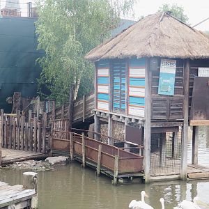 Pygmy hippopotamus and Great white pelican corridors and holding cage, 2022-09-14