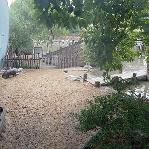 Land area of Pygmy hippopotamus and Great white pelican exhibit, 2022-09-14