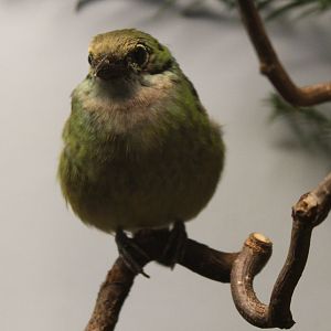 Silver-throated tanager - female