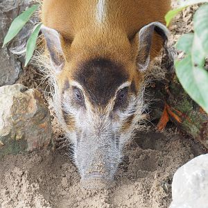 Red river hog (Potamochoerus porcus), 2022-09-15