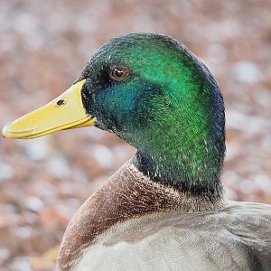 Wild Mallard drake (Anas platyrhynchos), 2022-09-15
