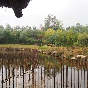Spotted hyena exhibit, 2022-09-15