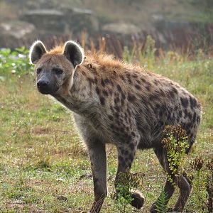 Spotted hyena (Crocuta crocuta), 2022-09-15