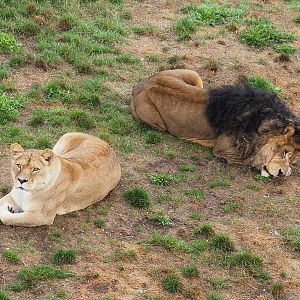 African lion pair (Panthera leo), 2022-09-15