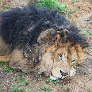 African lion (Panthera leo), 2022-09-15