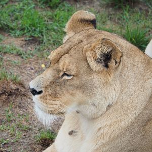 African lioness (Panthera leo), 2022-09-15